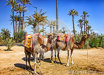 Camels with typical Berber saddles in a Palmeraie near Marrakesh, Morocco. The sahara desert is situated in Africa. Dromedars are Stock Photo