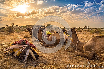 Camel used for desert safari at the Thar desert Jaisalmer, Rajasthan, India at sunset Stock Photo