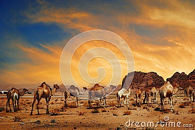 Camels in Wadi Rum Stock Photo