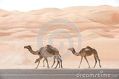 Camels walking along an asphalt road. Stock Photo