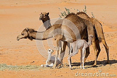 Camels with young calves Stock Photo