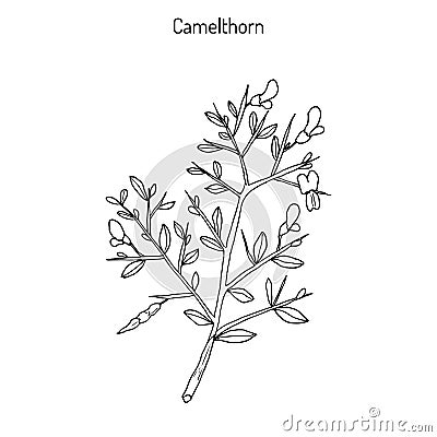 Camelthorn Alhagi maurorum Vector Illustration