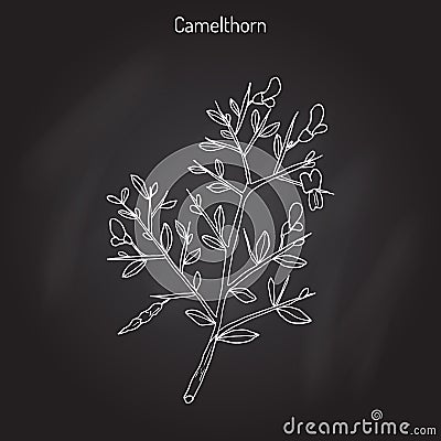 Camelthorn Alhagi maurorum Vector Illustration