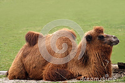 Camelus bactrianus - camel Stock Photo