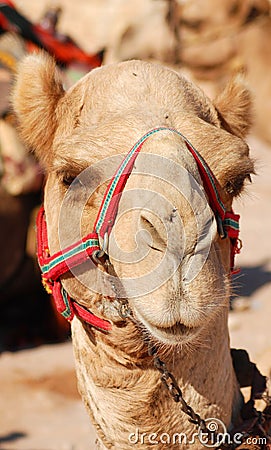 Camelus dromedarius one humped camel used in Middle East Stock Photo