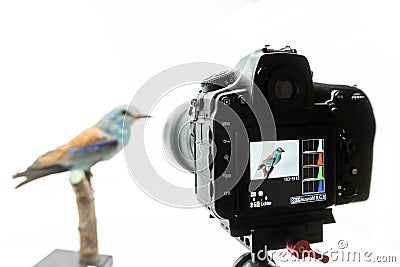The camera has the image of a bird with a histogram on the display Stock Photo