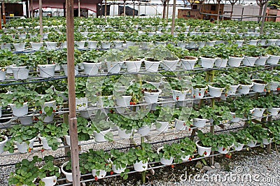 Strawberry plant in the strawberry farm. Planted uses a multi-storey shelf to save space. Stock Photo
