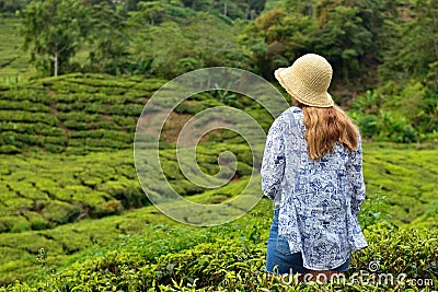 The Cameron Highlands the Garden of Malaysia Stock Photo