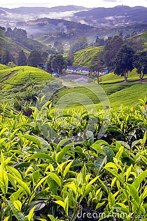 Tea Plantation, Cameron Highlands, Pahang Stock Photo