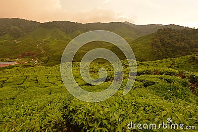 Cameron Valley or Bharat Tea Estate Editorial Stock Photo