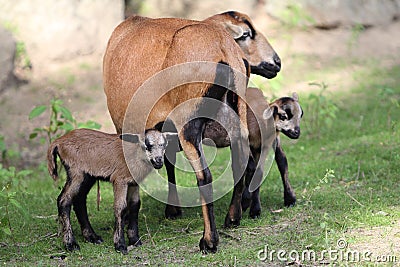 Cameroon dwarf blackbelly sheep Stock Photo