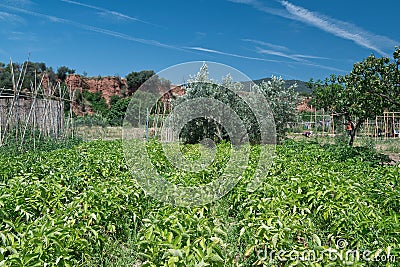 Cami Orbital named Orbital Way in Caldes de Montbui with some orchard view and nature landscape. Empty copy space Stock Photo