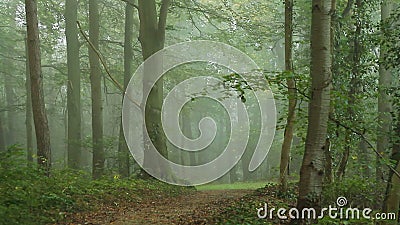 Camino en bosque Camino en bosque