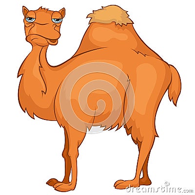 Risultati immagini per cammello