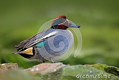 Camnon Teal, Anas crecca, nice duck with rusty head, floating on dark green water surface. Splash water with duck. Bird from Franc Stock Photo