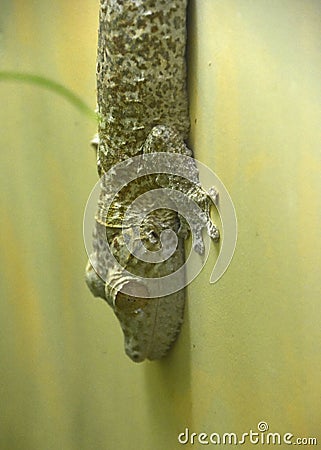 Camo Henkels Leaf Tail Gecko Blending In Stock Photo