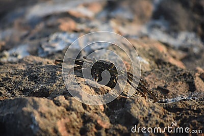 Camoflauged Crab Sitting on Lava Rocks in Aruba Stock Photo