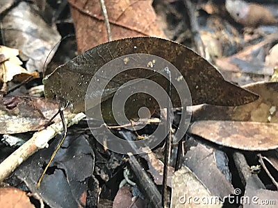 Camoflauged Leaf Mimicking Katydid Stock Photo
