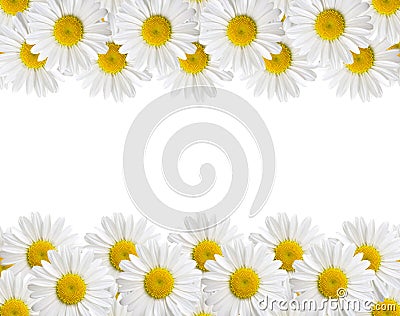 Camomile Stock Photo