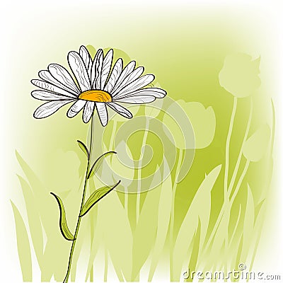 Camomile Vector Illustration