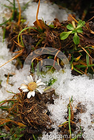 Camomile Stock Photo