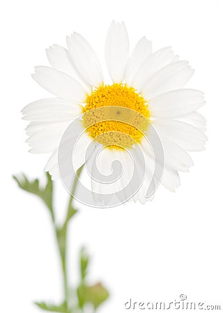 Camomile Stock Photo