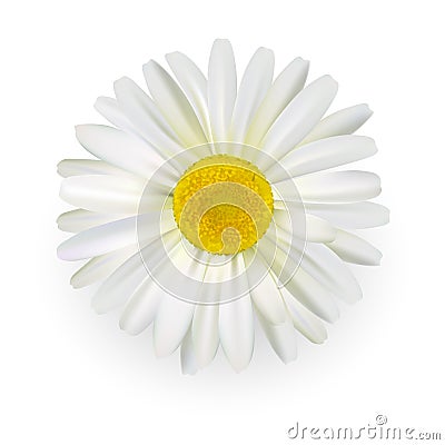 Camomile, beautiful daisy flower with light petals isolated on white background. Realistic style. Vector illustration. Vector Illustration