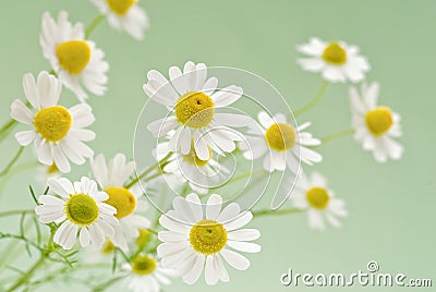 Camomile bouquet Stock Photo