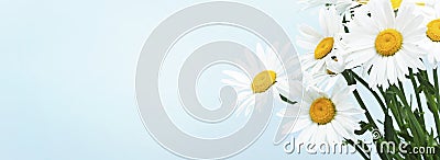 Camomile,chamomile bouquet,daisy flowers banner empty copy space.T Stock Photo