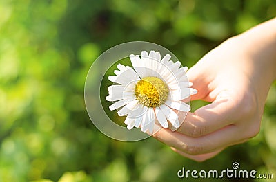 Camomile daisy flower in hand. Stock Photo