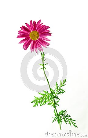Camomile flower Stock Photo