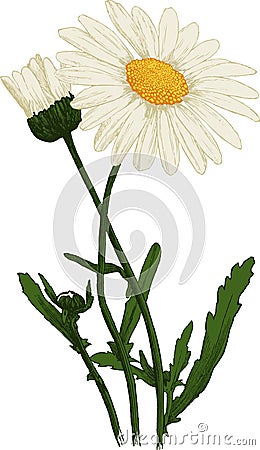 White Camomile flower. Oxeye daisy. Vector Stock Photo