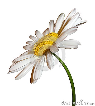 Camomile flower Vector Illustration