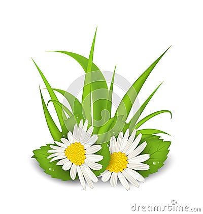 Camomile flowers with grass on white background Vector Illustration