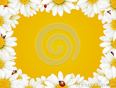 Camomile frame and ladybugs Vector Illustration