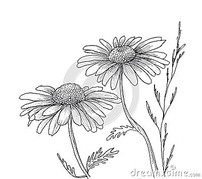 Camomile hand drawn flowers Stock Photo