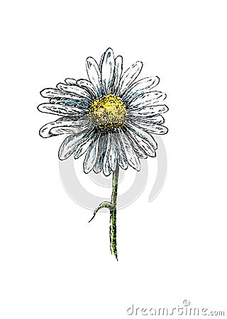 Camomile Cartoon Illustration