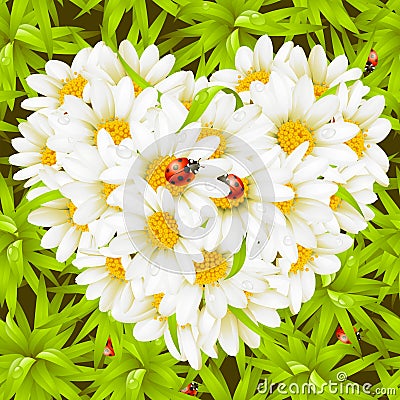 Camomile Heart, ladybugs and seamless background Vector Illustration