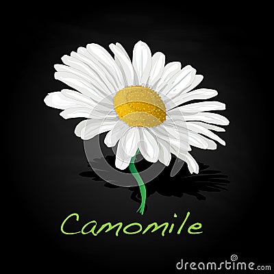 Camomile illustration vector Vector Illustration