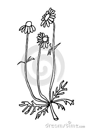 Camomile. Linear contour on white background. Hand drawn sketch. Vector icon for card, poster, logo, banner. Iisolated Vector Illustration