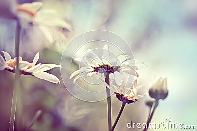 Camomile on meadow, with abstract blurred background, closeup sh Stock Photo