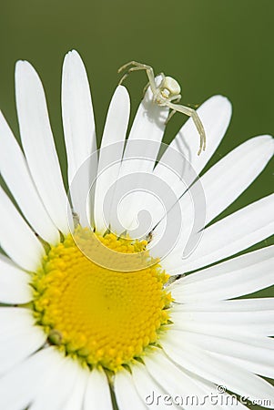 Camomile and spider Stock Photo