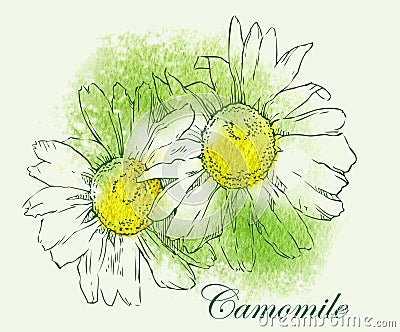 Camomile watercolor sketch. Cartoon Illustration