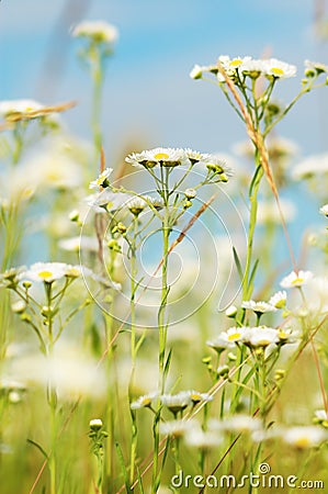 Camomiles on the meadow Stock Photo