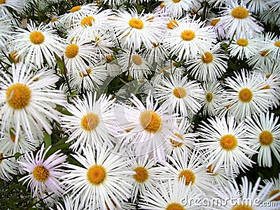 Camomiles - white fine flowers on the flower-field Stock Photo
