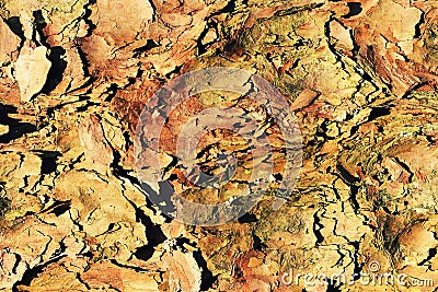 Camouflage background from tree bark Stock Photo