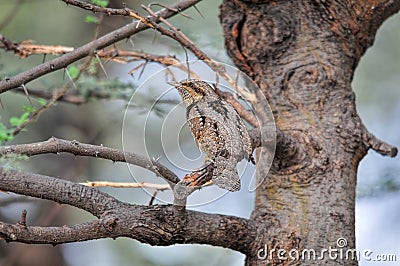 Camouflage Stock Photo