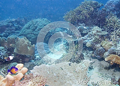 Camouflage fish show on Maldives Stock Photo