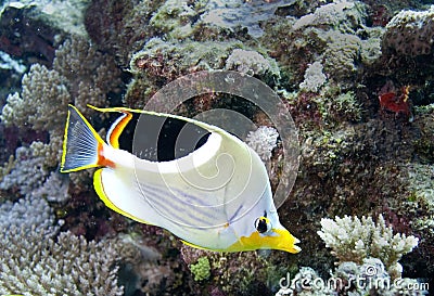 Camouflage fish show on Maldives Stock Photo