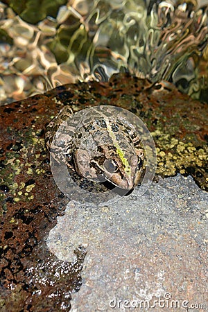 Camouflage Stock Photo